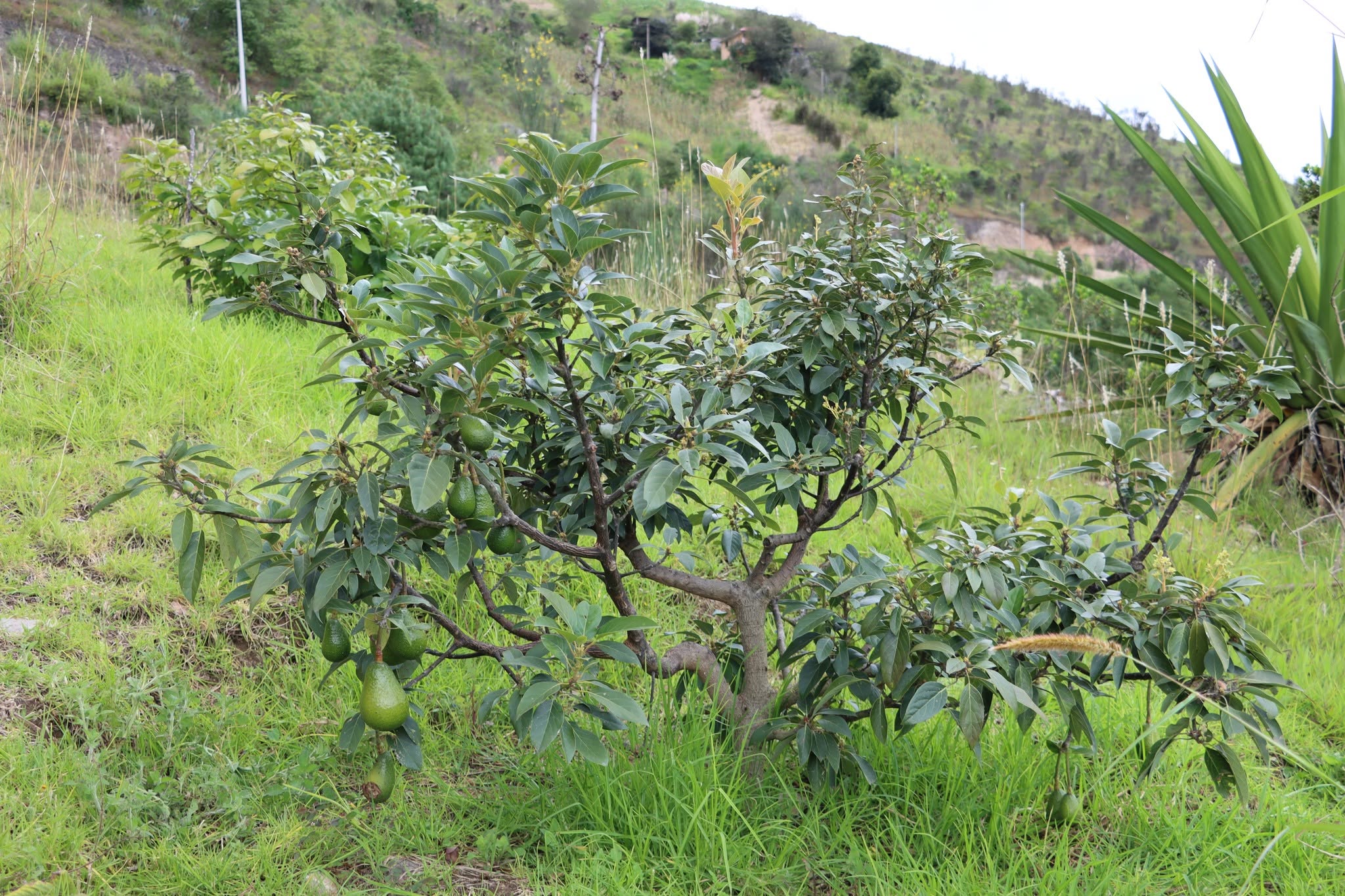 Aguacate