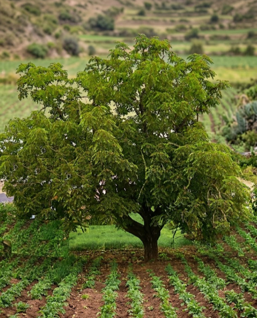 Árbol de Nogal