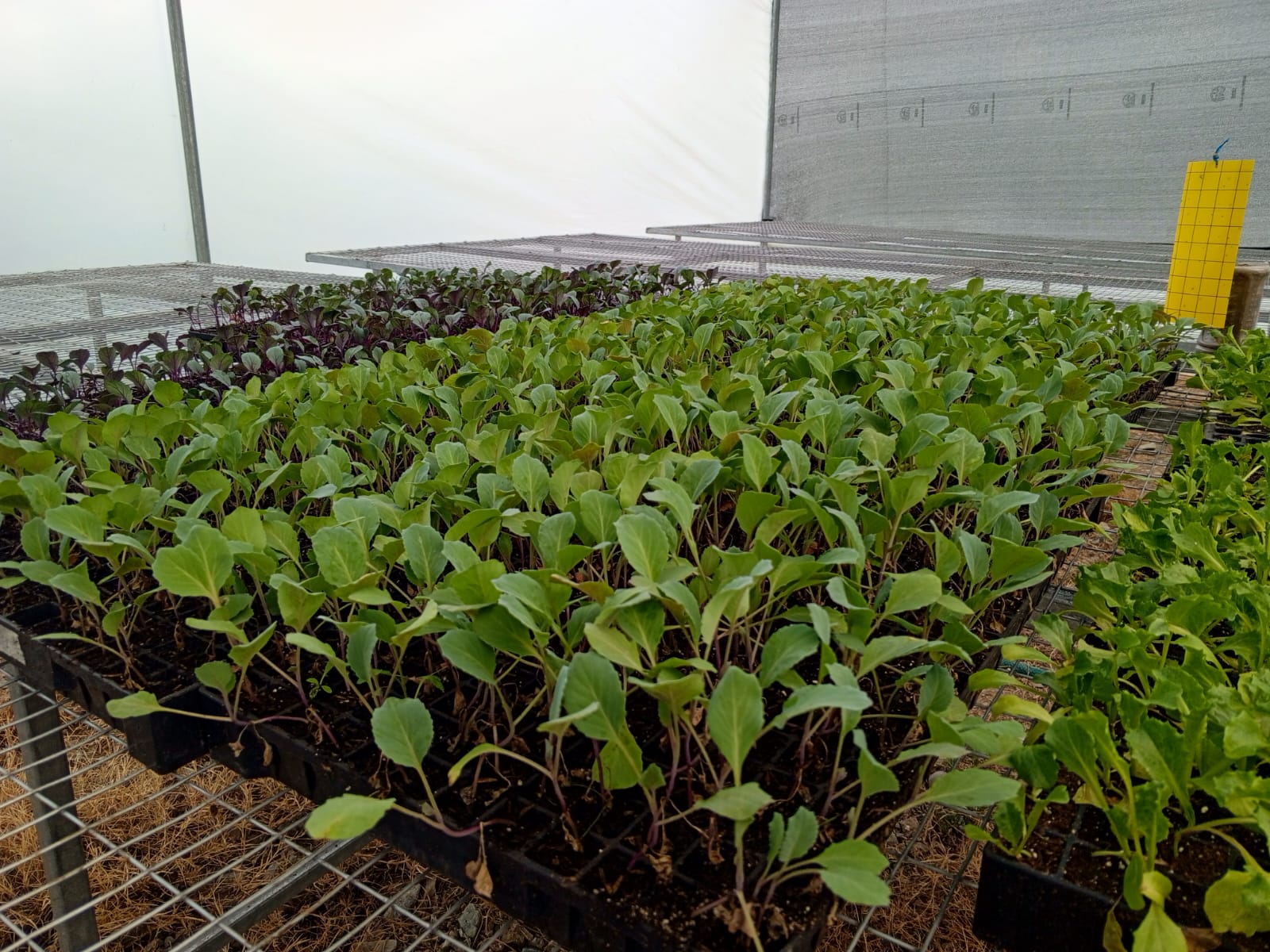 Verduras_2