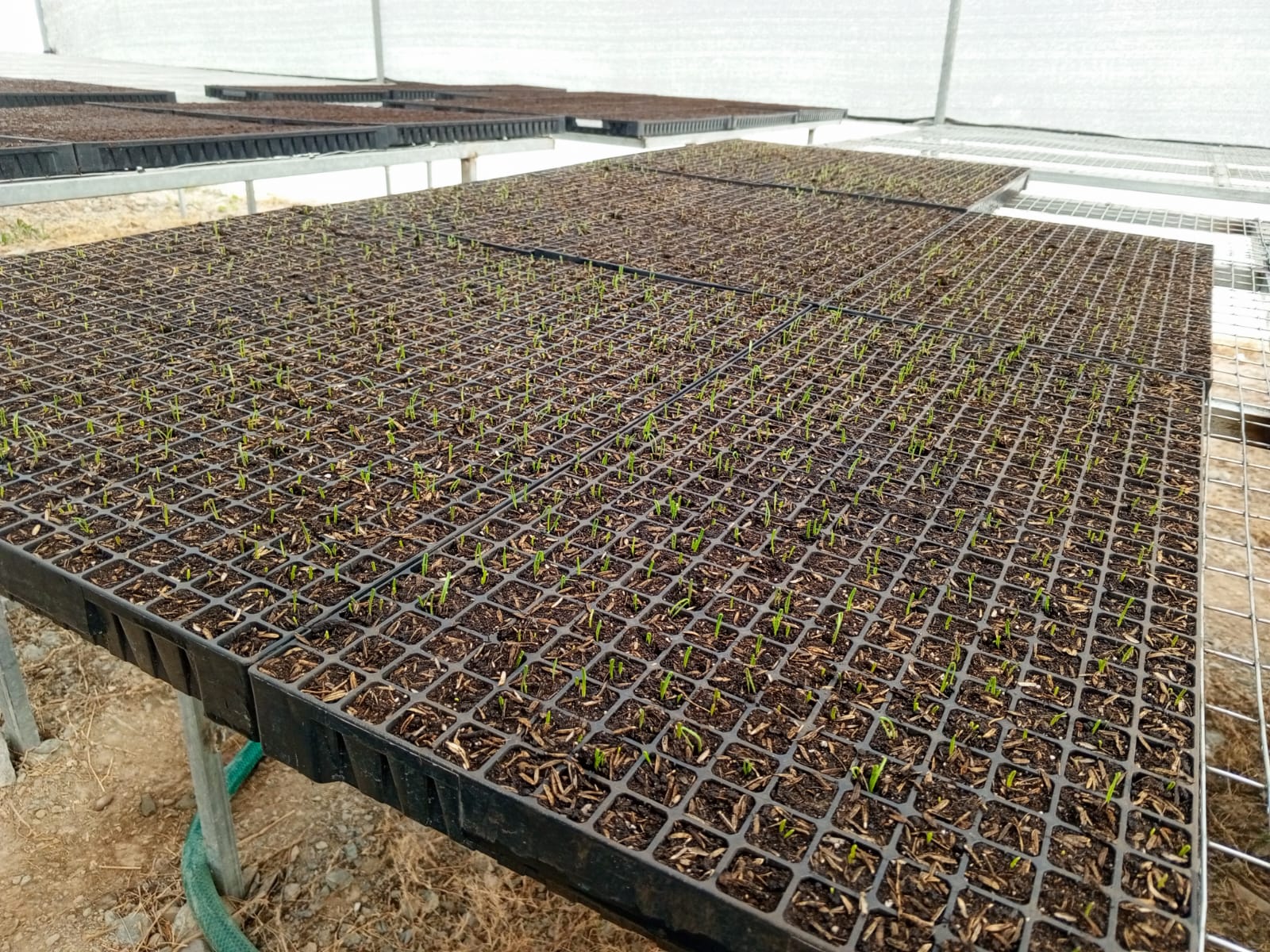 Verduras_1