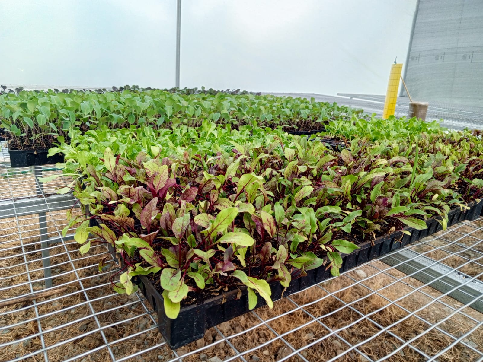 Verduras_4