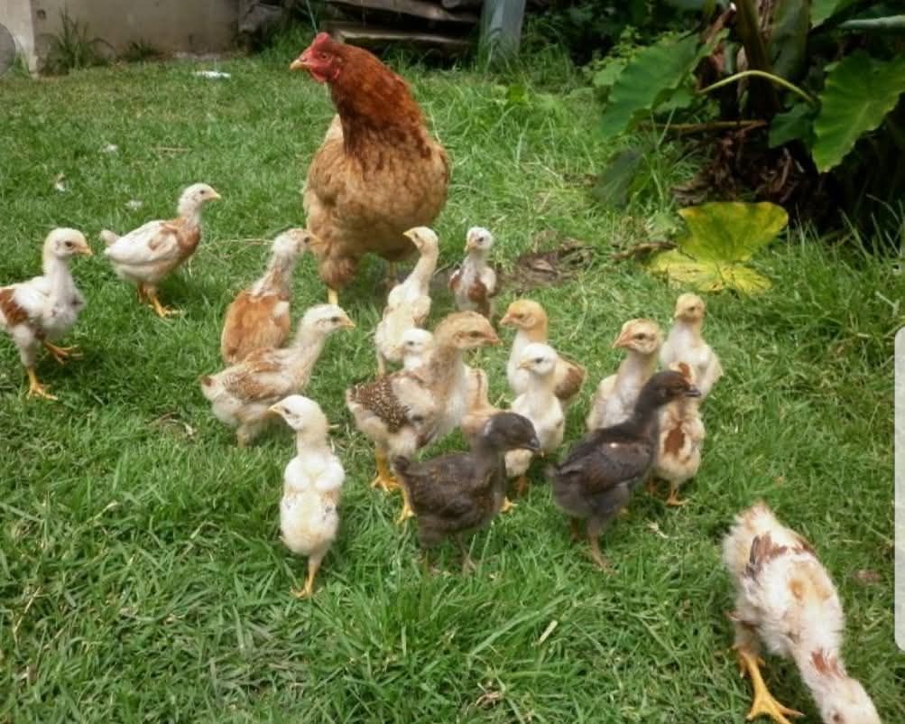 Gallinas_y_Pollitos