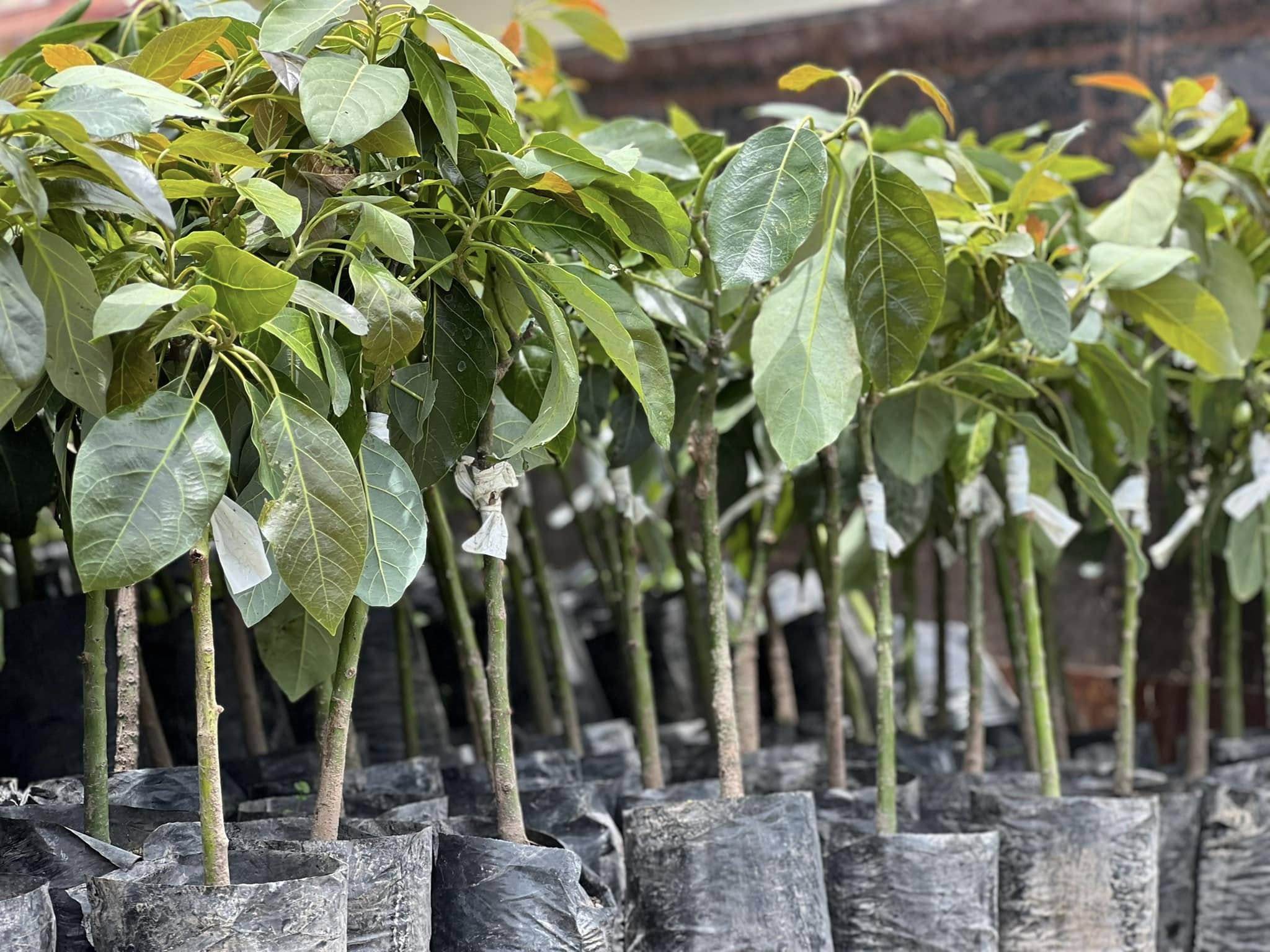 Vivero_Plantas