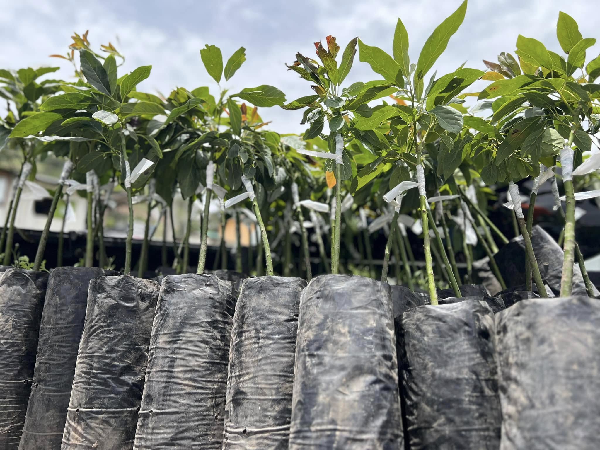 Vivero_Plantas_1